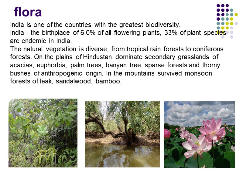 flora India is one of the countries with the greatest biodiversity. India - the